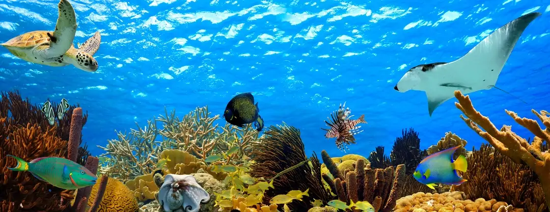 Turismo subacuático: ¿una realidad cercana?